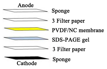 Western Blot layers WB protocol